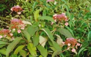 粗齒西南水蘇 粗齒西南水蘇