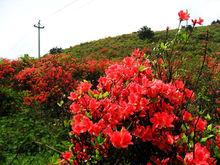 仰天湖十里杜鵑