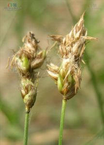 黃花薹草 黃花薹草