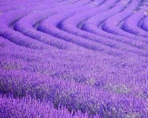 普羅旺斯薰衣草