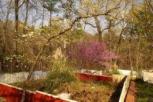 阿根廷黑白泰加