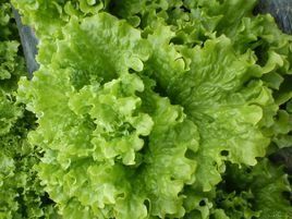 花葉生菜 花葉生菜