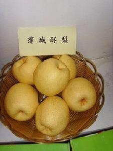 蒲城酥梨 蒲城酥梨
