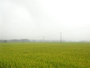 桃岱崔村 桃岱崔村