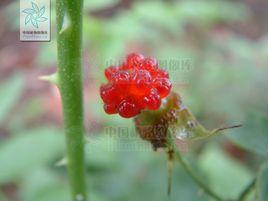 重瓣薔薇莓 重瓣薔薇莓