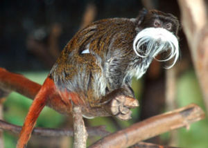長須檉柳猴 長須檉柳猴