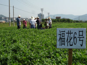 福花6號 福花6號