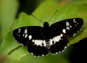 黑色鉤弄蝶 黑色鉤弄蝶