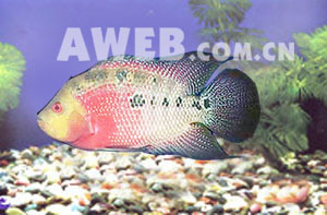 （圖）心花怒放