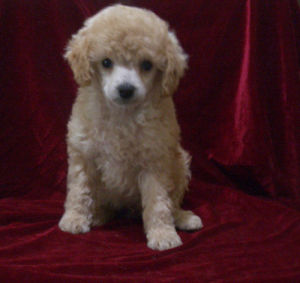 迷你型貴婦犬 迷你型貴婦犬