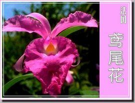 法國國花 法國國花