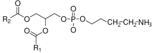 磷脂醯乙醇胺