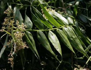 須葉藤葉 須葉藤葉