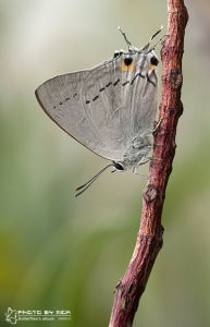 雙尾灰蝶 雙尾灰蝶