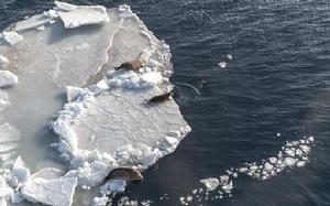 公海保護區 公海保護區