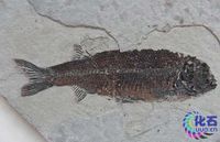 室井氏狼鰭魚 室井氏狼鰭魚