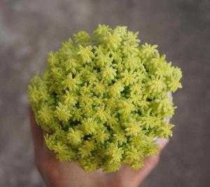 黃金萬年草 黃金萬年草