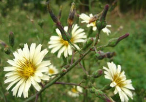 細萵苣屬 細萵苣屬