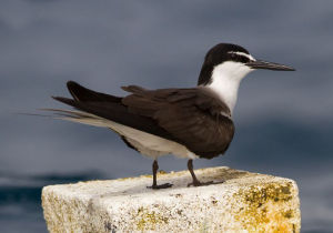 褐翅燕鷗美洲亞種 褐翅燕鷗美洲亞種