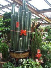 將軍柱[仙人掌屬下的一種]