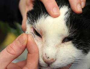 動物隱形眼鏡 動物隱形眼鏡