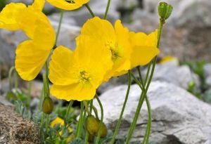 雷蒂亞阿爾卑斯山罌粟 雷蒂亞阿爾卑斯山罌粟