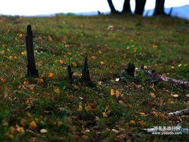 烏蘭察布的兄弟 烏蘭察布的兄弟