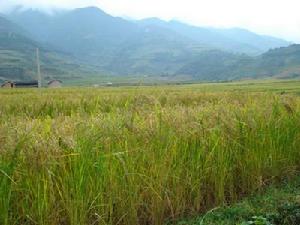 上白嘎村農村經濟－水稻