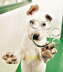 香港養狗宜看狗性勿始跟風終遺棄(圖) 香港養狗宜看狗性勿始跟風終遺棄(圖)