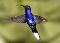 紫刀翅蜂鳥 紫刀翅蜂鳥