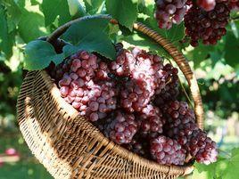 有機葡萄 有機葡萄