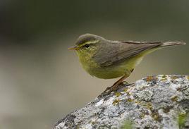 黃腹柳鶯 黃腹柳鶯