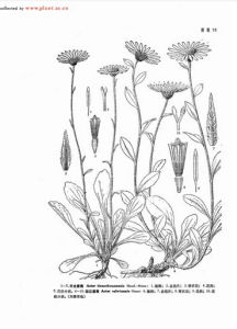 天全紫菀 天全紫菀