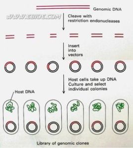 基因組文庫 基因組文庫