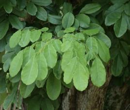 鈍葉黃檀 鈍葉黃檀