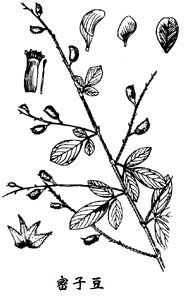 密子豆屬 密子豆屬