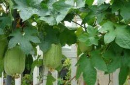 梁亭夜灌瓜 梁亭夜灌瓜