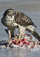 新不列顛鷹 新不列顛鷹