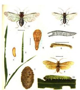 苜蓿廣肩小蜂 苜蓿廣肩小蜂