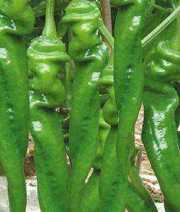 航椒8號 航椒8號