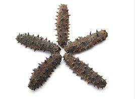 大連海參 大連海參