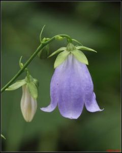 長葉沙參 長葉沙參