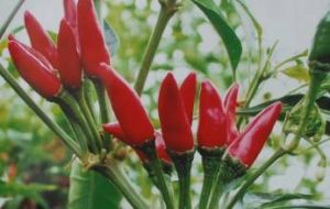 桃源七星椒 桃源七星椒