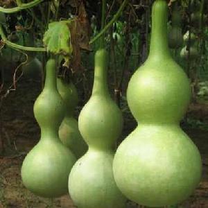 葫蘆的功效與作用 葫蘆的功效與作用