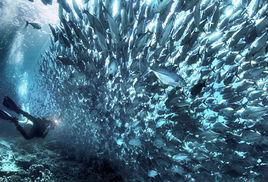 傑克魚風暴 傑克魚風暴