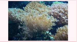 萬花筒珊瑚