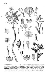 減縮黃耆 減縮黃耆