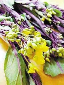 紫菜薹