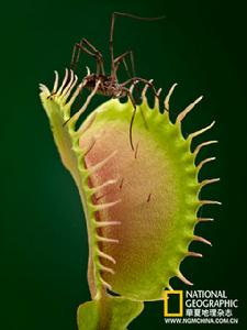 匍匐毛氈苔 匍匐毛氈苔