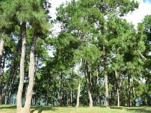 易河自然村 易河自然村